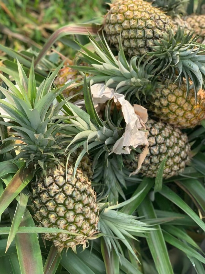 版纳香水菠萝