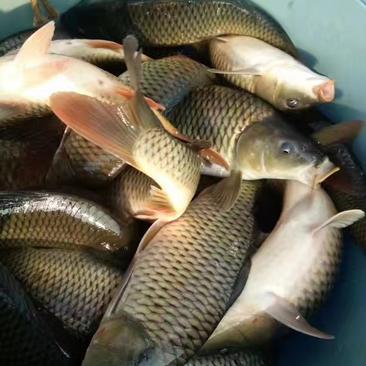 黄河水产各种淡水鱼