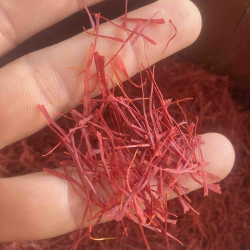藏红花实物拍摄，需要其它规格请电话联系我