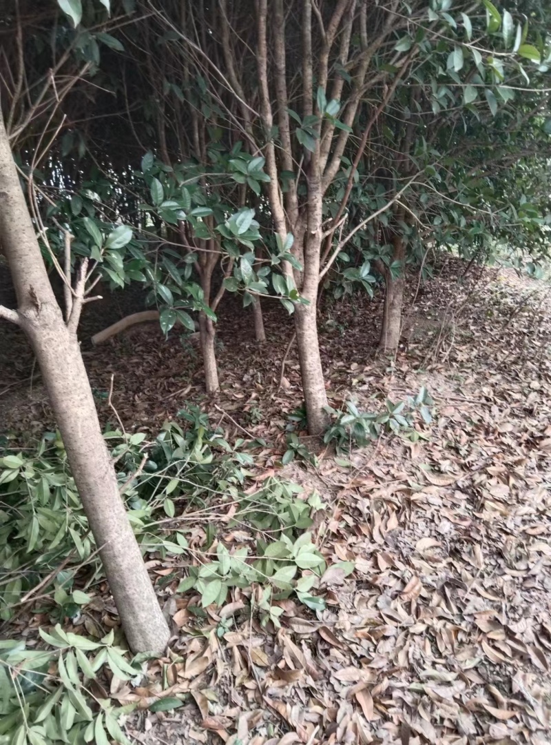 桂花树