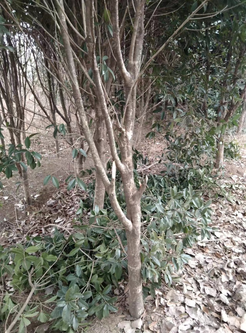 桂花树