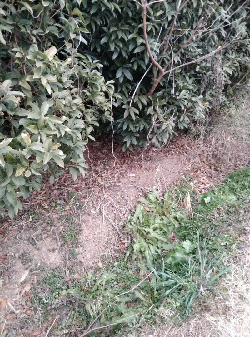 桂花树