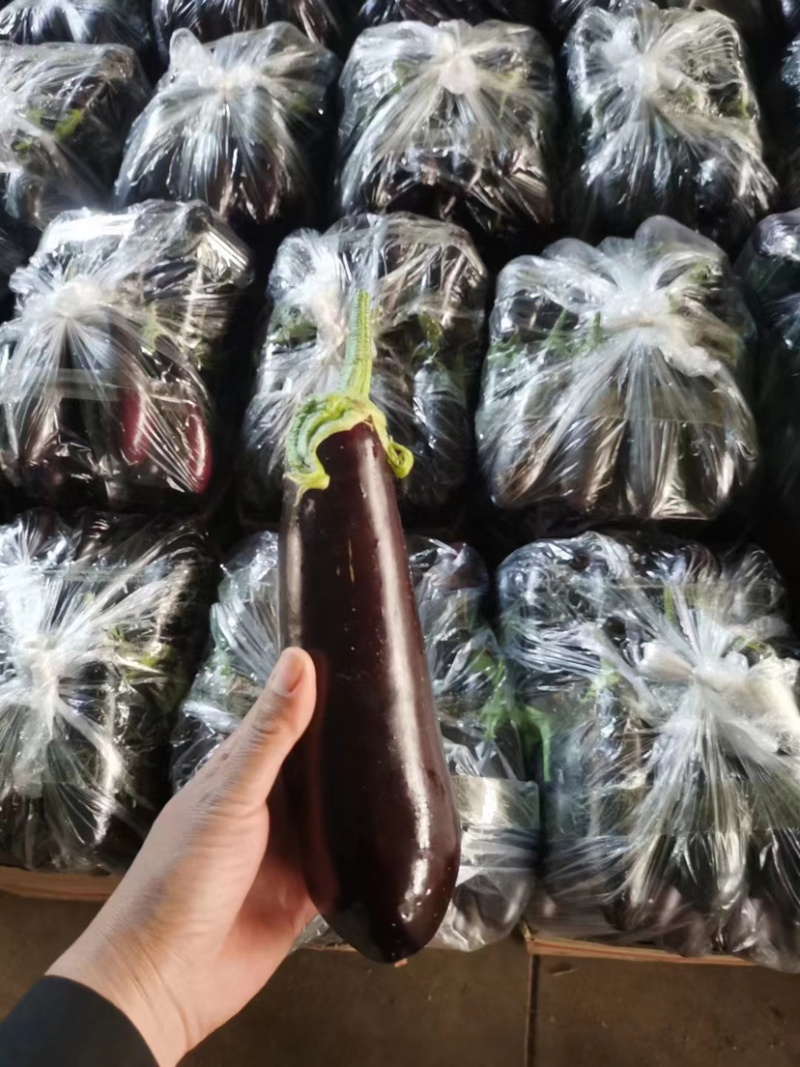 江苏765烧烤茄子，品质好产地直发，欢迎选购