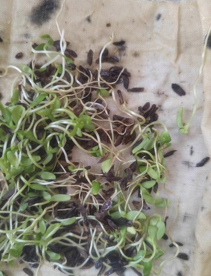 安国连翘种籽（一年生）新品上市技术指导发芽率高欢迎咨询