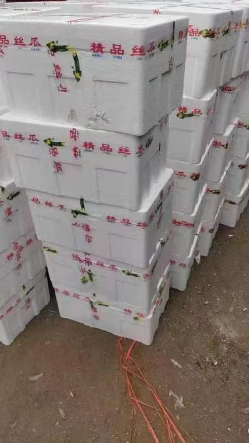江苏优质鲜花丝瓜，品质好，价格低，欢迎全国各地前来选购