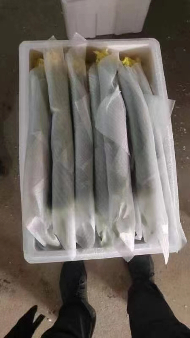 江苏优质鲜花丝瓜，品质好，价格低，欢迎全国各地前来选购