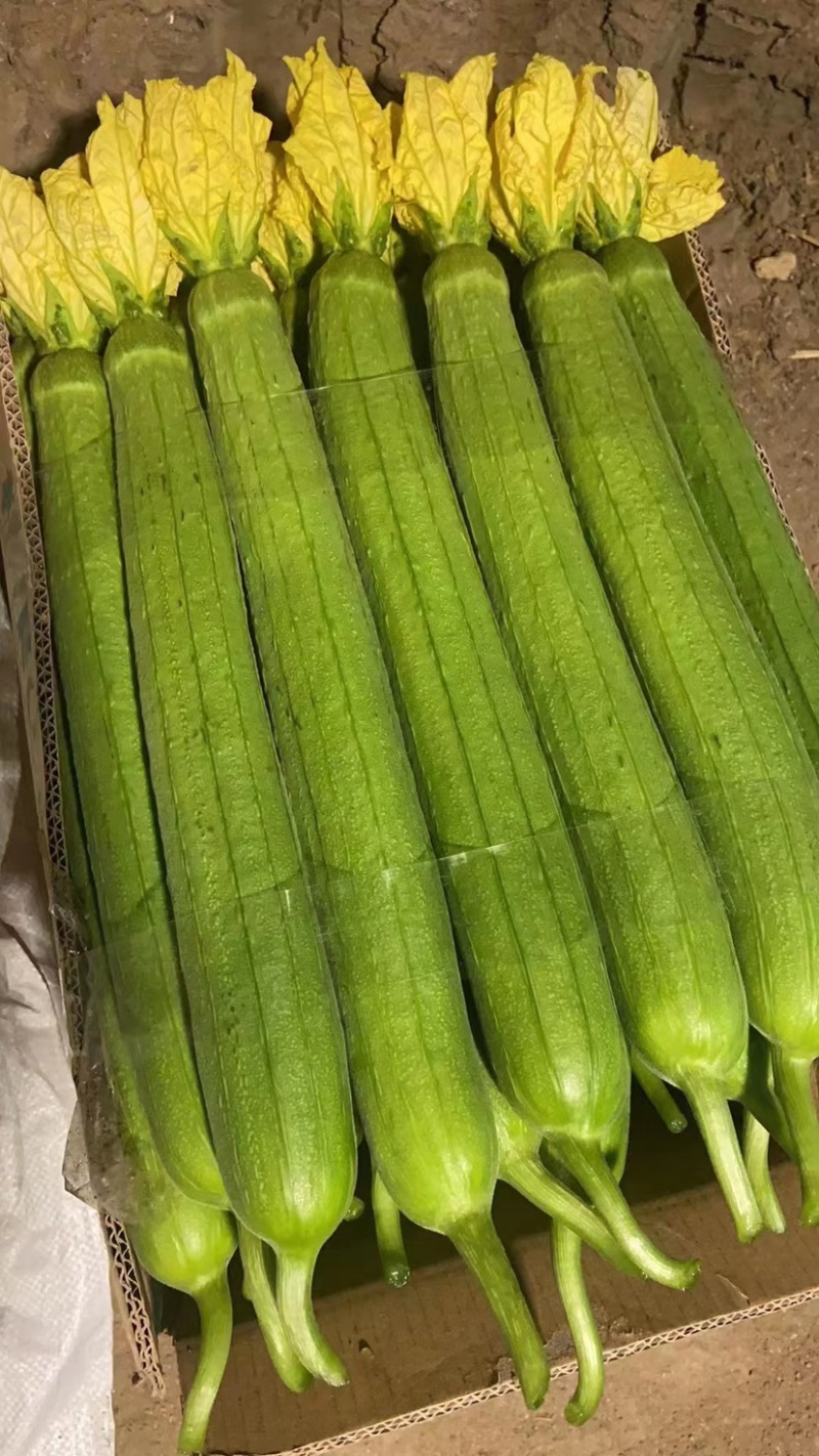 江苏优质鲜花丝瓜，品质好，价格低，欢迎全国各地前来选购