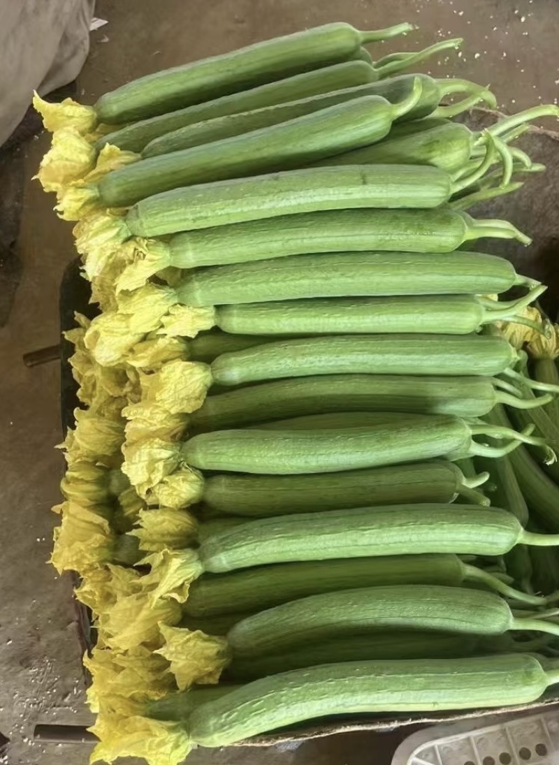 江苏优质鲜花丝瓜，品质好，价格低，欢迎全国各地前来选购