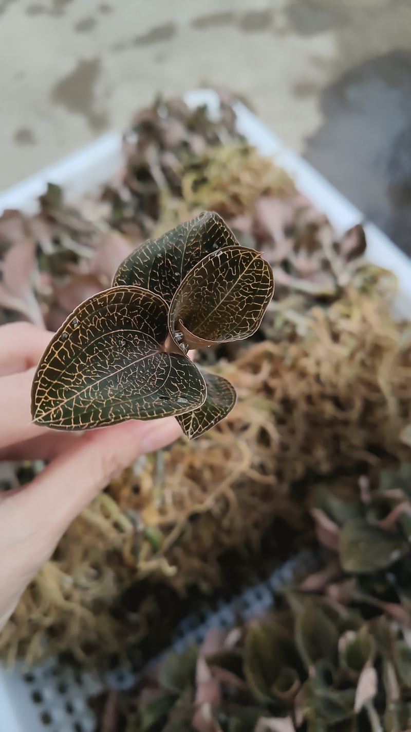 福建本地金线莲种苗训化苗盆栽种苗