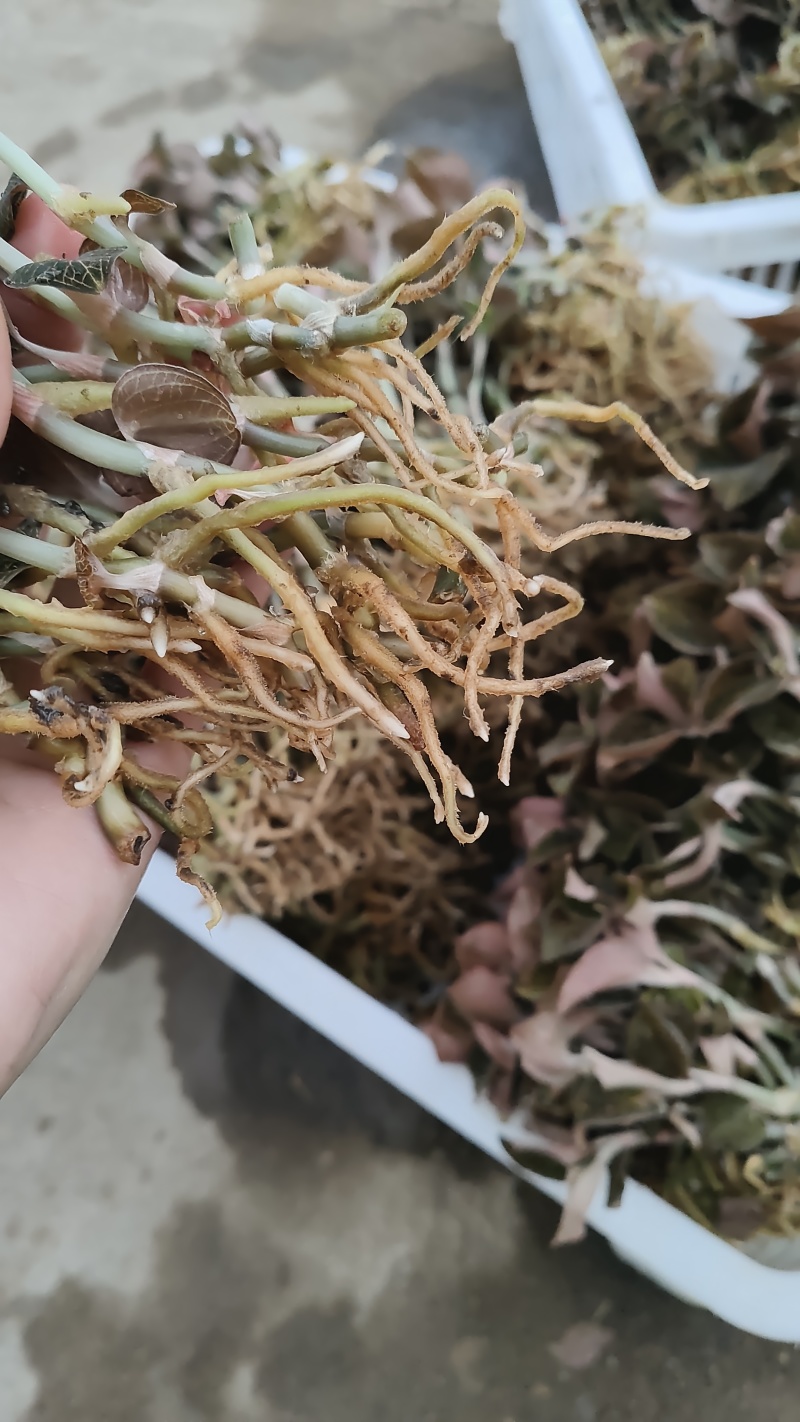 福建本地金线莲种苗训化苗盆栽种苗