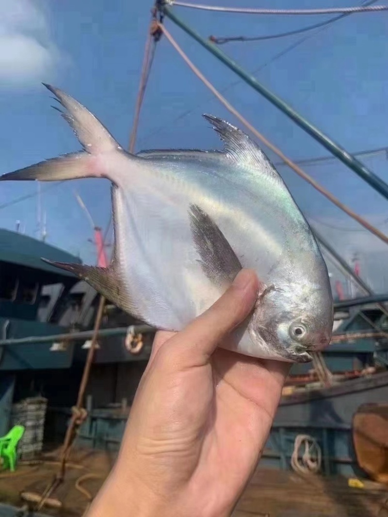 白鲳鱼深海鲳鱼海捕白鲳鱼酒店餐厅批发肉质细腻