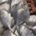 白鲳鱼深海鲳鱼海捕白鲳鱼酒店餐厅批发肉质细腻