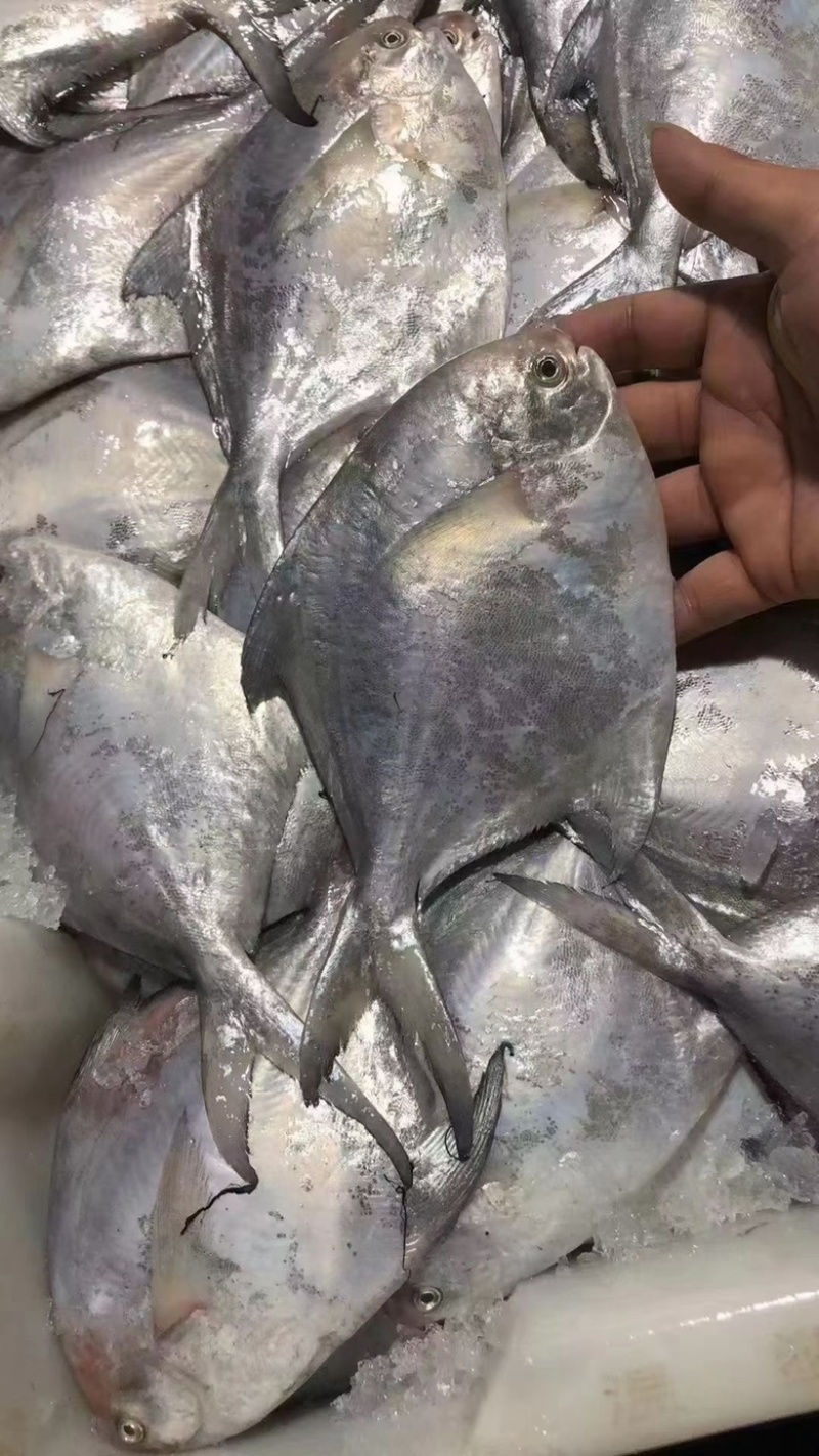 白鲳鱼深海鲳鱼海捕白鲳鱼酒店餐厅批发肉质细腻