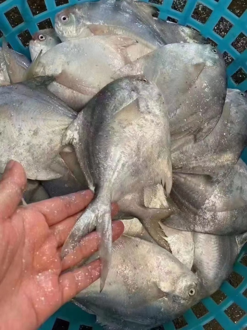 白鲳鱼深海鲳鱼海捕白鲳鱼酒店餐厅批发肉质细腻