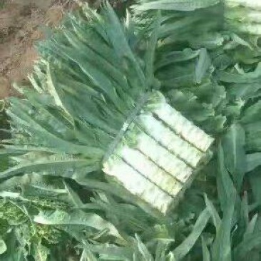 湖北当阳红叶莴笋基地发货一手货源批发品质保证价格优惠