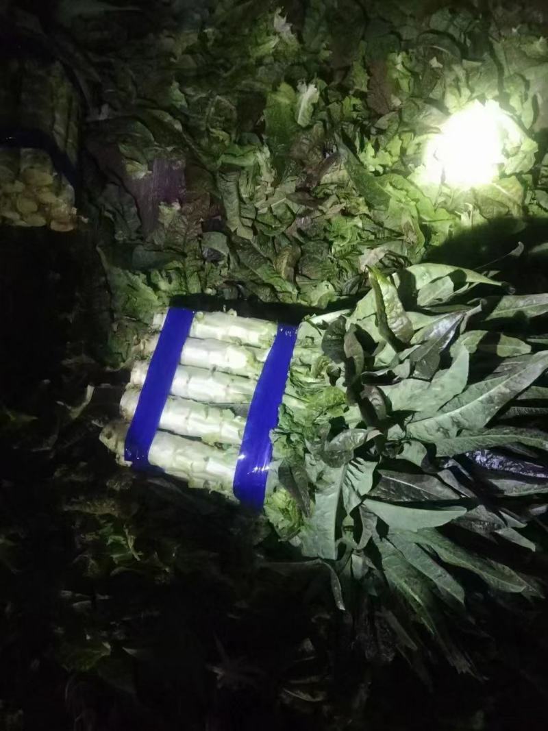 湖北当阳红叶莴笋基地发货一手货源批发品质保证价格优惠