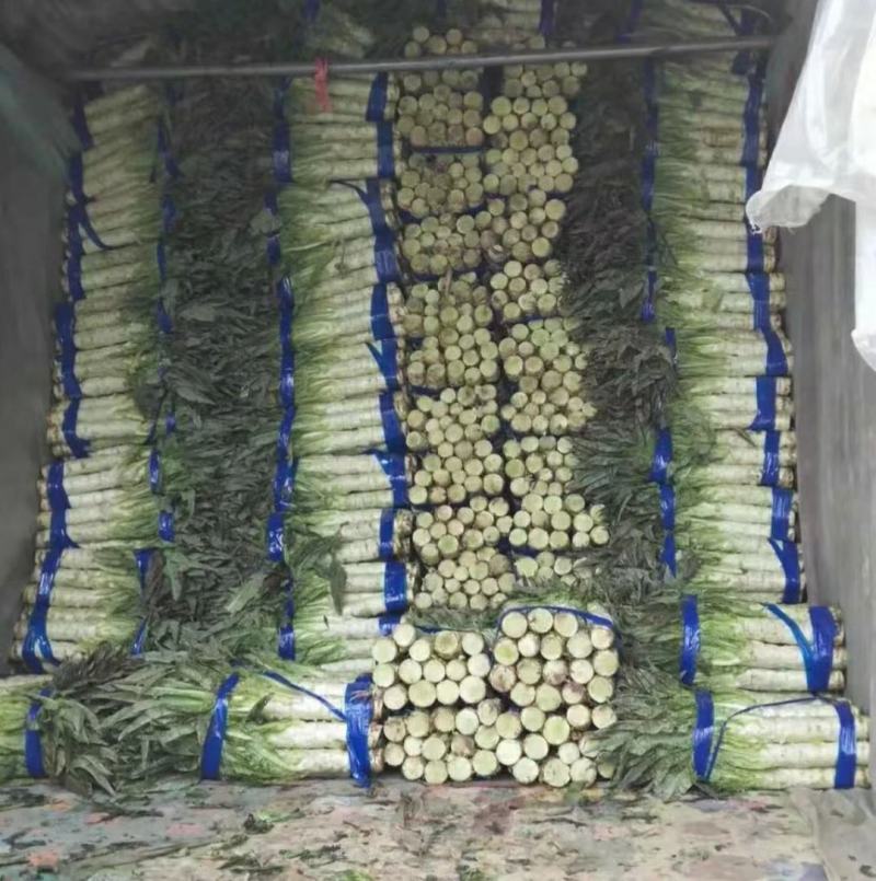 湖北当阳红叶莴笋基地发货一手货源批发品质保证价格优惠