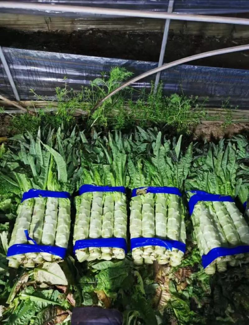 湖北当阳红叶莴笋基地发货一手货源批发品质保证价格优惠