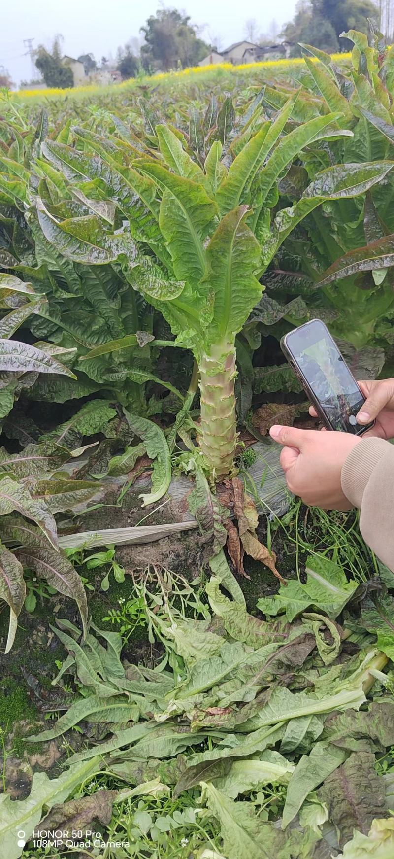 湖北当阳红叶莴笋基地发货一手货源批发品质保证价格优惠