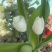 郁金香🌷
