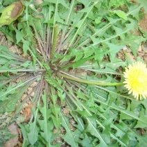 蒲公英花，根，叶子