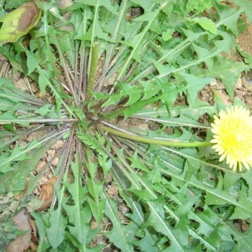 蒲公英花，根，叶子