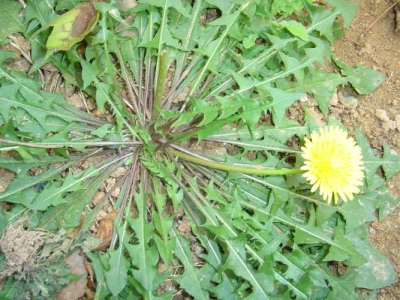 蒲公英花，根，叶子