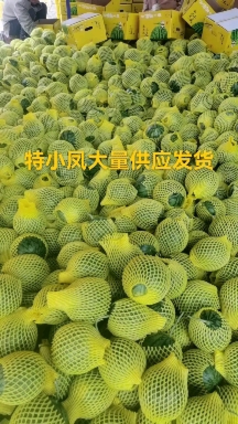 精品特小凤西瓜农友小兰火爆上市中万亩产地全国发货