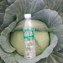 有机包菜