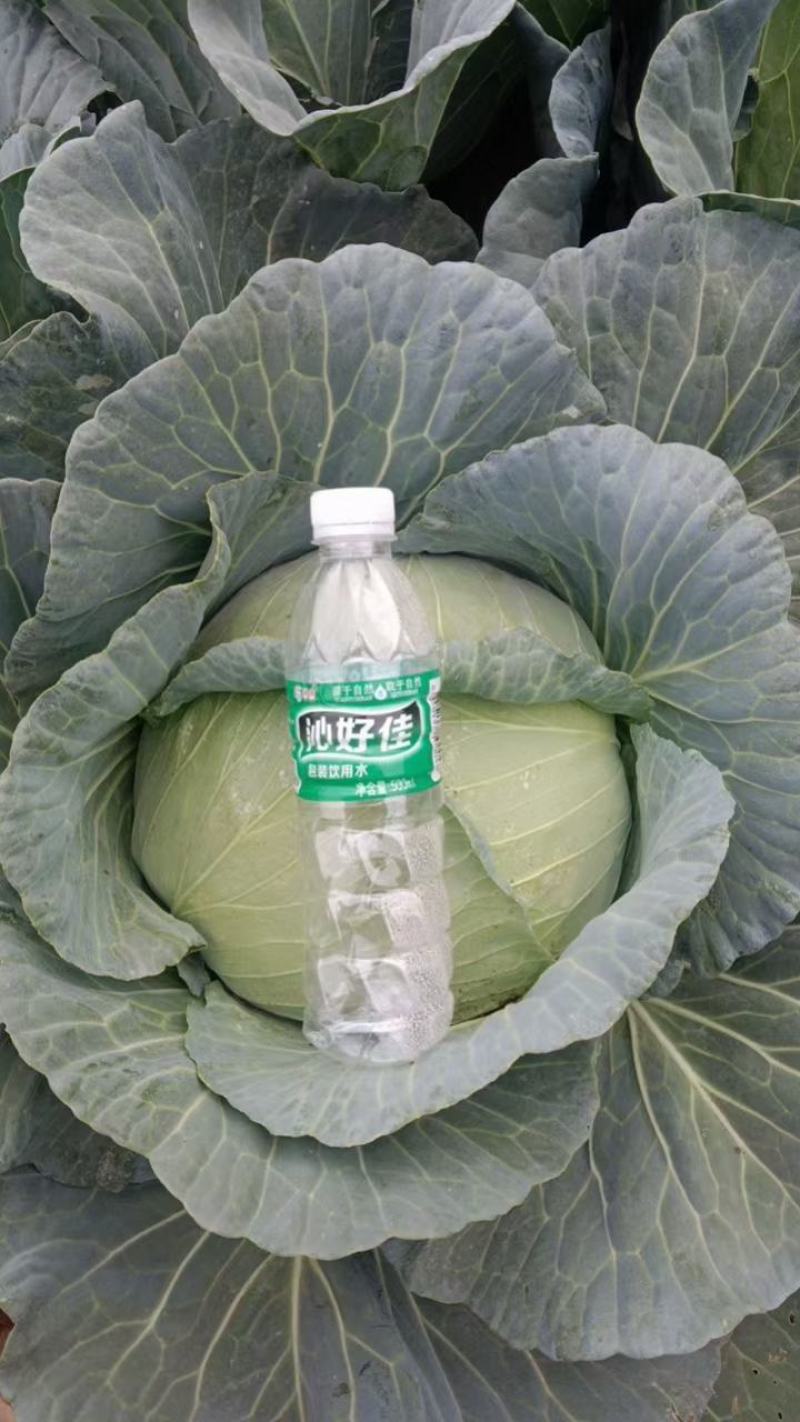 有机包菜