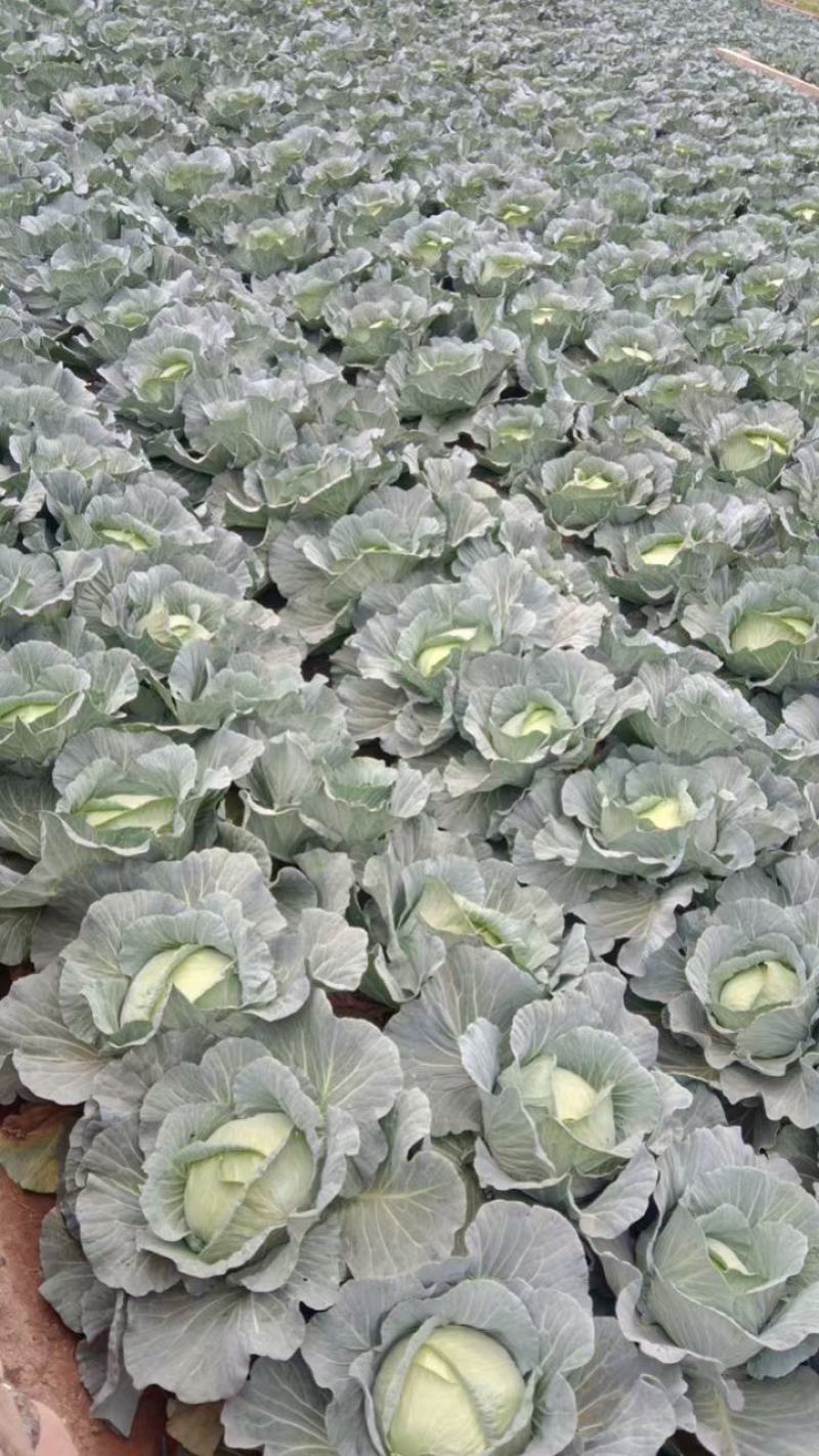 有机包菜
