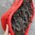 福建正宗金线莲礼篮鲜篮金线莲鲜品可边吃边养盆栽苗