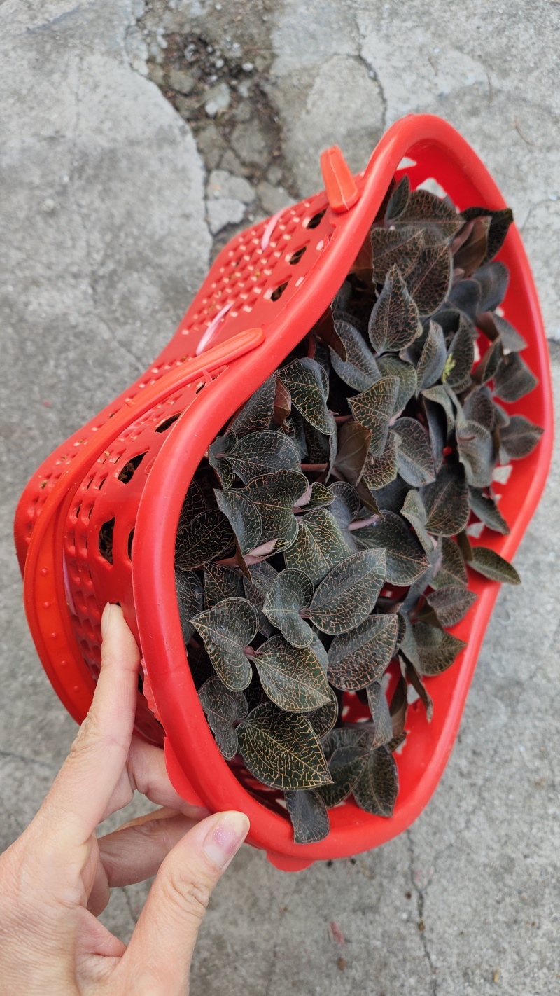 福建正宗金线莲礼篮鲜篮金线莲鲜品可边吃边养盆栽苗