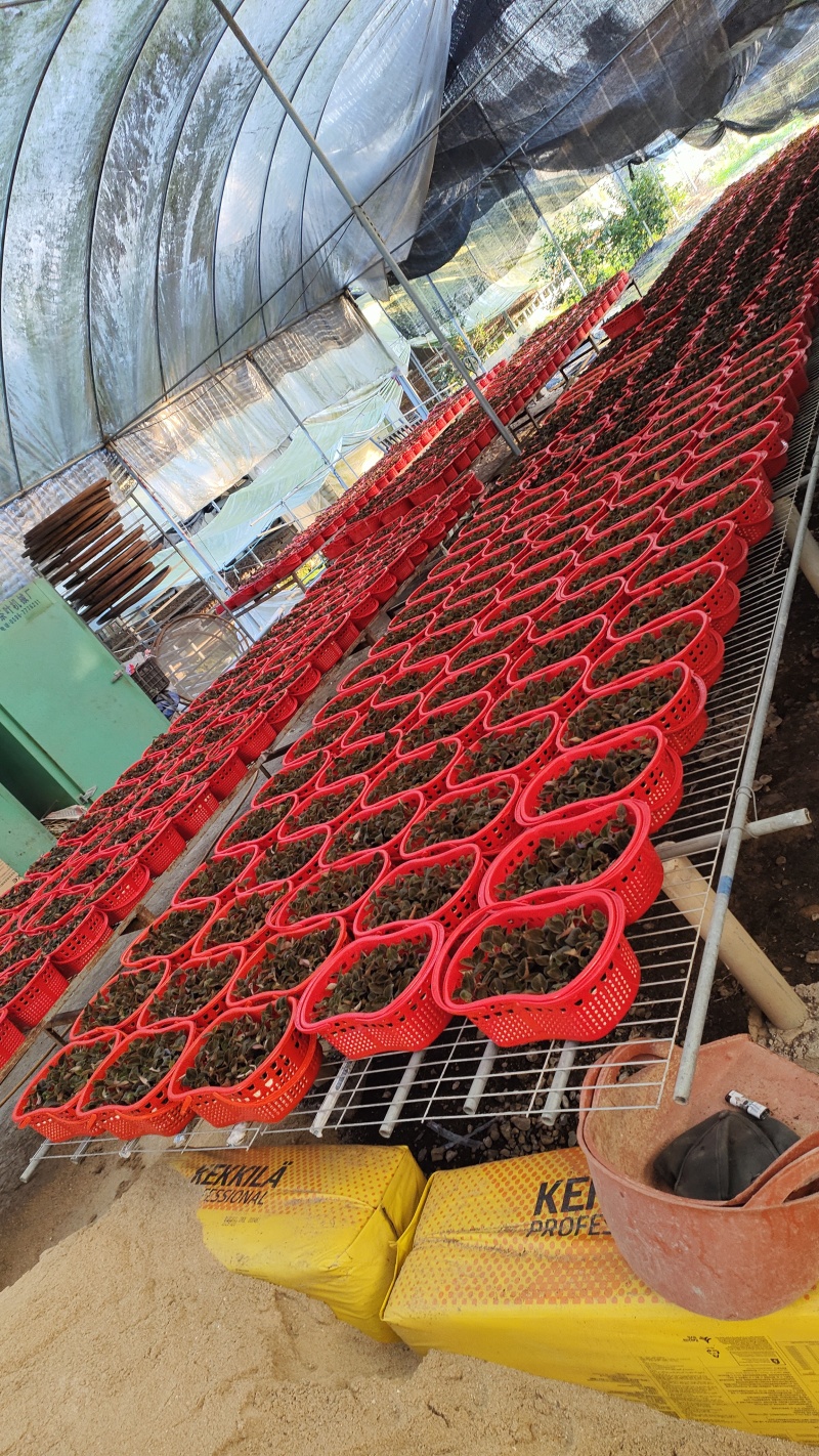 福建正宗金线莲礼篮鲜篮金线莲鲜品可边吃边养盆栽苗