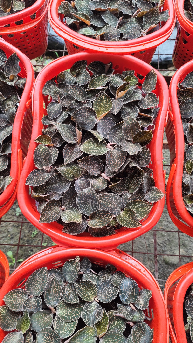 福建正宗金线莲礼篮鲜篮金线莲鲜品可边吃边养盆栽苗