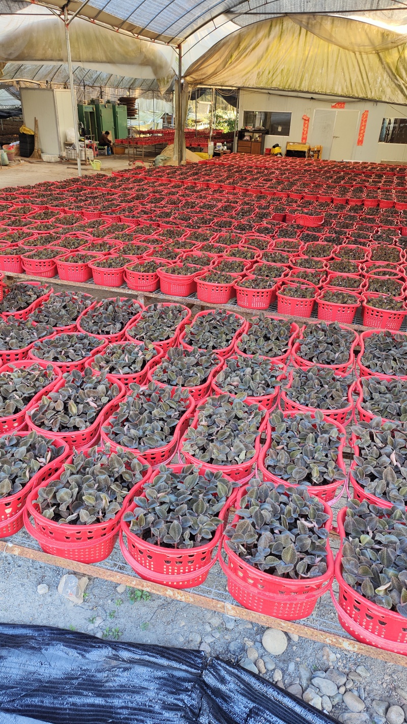 福建正宗金线莲礼篮鲜篮金线莲鲜品可边吃边养盆栽苗