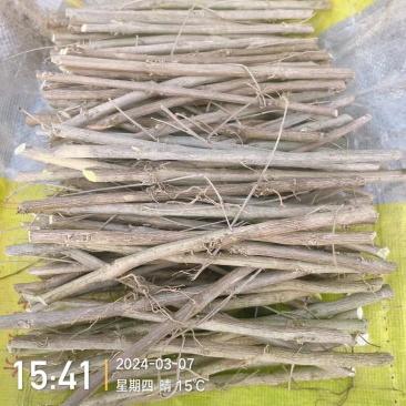 江西单叶蔓荆子苗