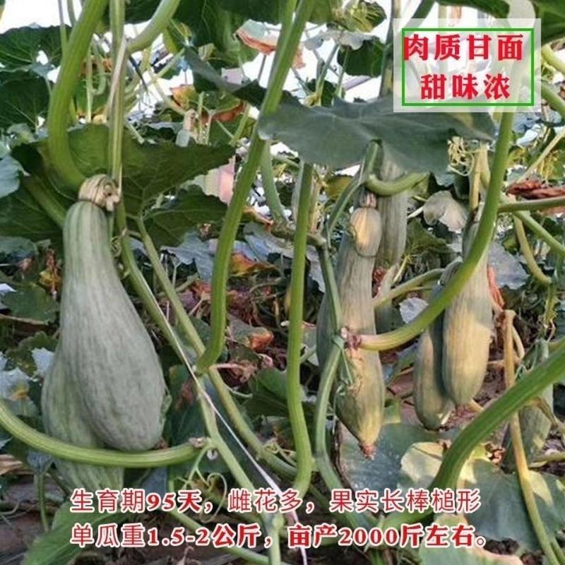 新疆丑瓜种子贵族南瓜种子贵族金丝栗南瓜种籽杂交高产