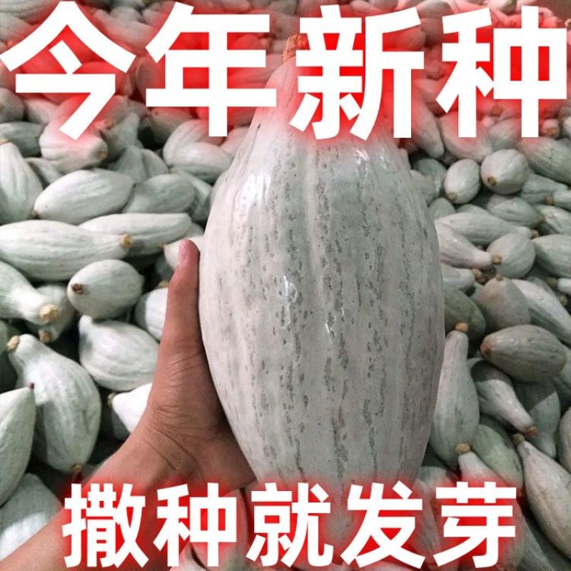 新疆丑瓜种子贵族南瓜种子贵族金丝栗南瓜种籽杂交高产