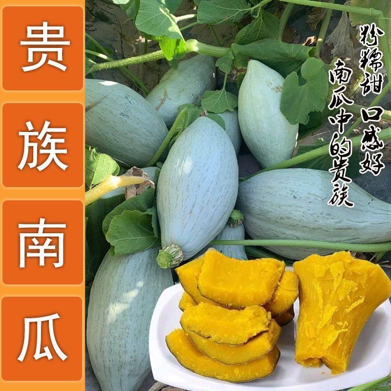 新疆丑瓜种子贵族南瓜种子贵族金丝栗南瓜种籽杂交高产