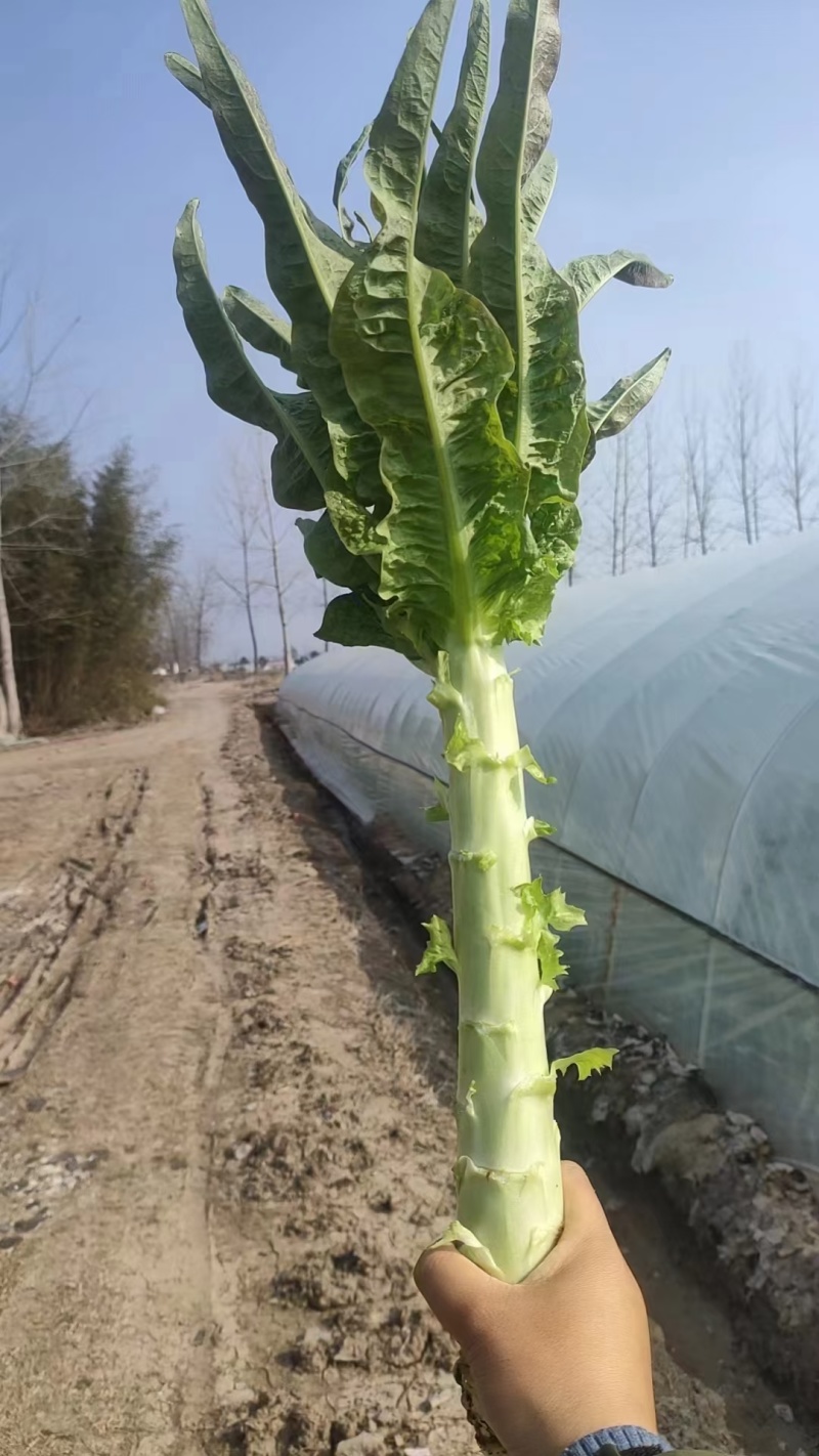 四川莴苣朋友青皮莴笋不糠心水分足鲜嫩耐储存货量大带叶净菜