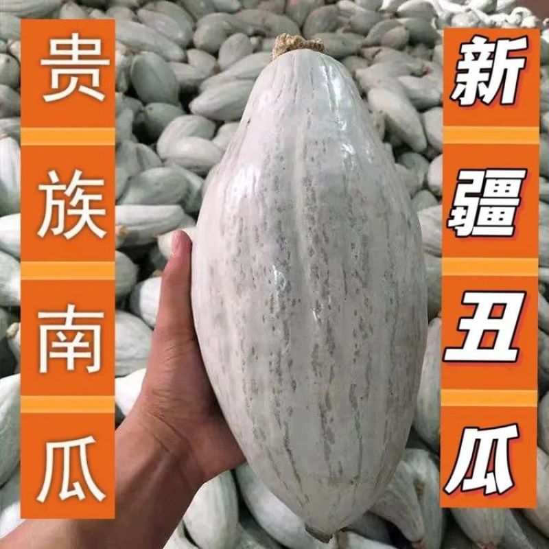 新疆丑瓜种子贵族南瓜种子贵族金丝栗南瓜种籽杂交高产