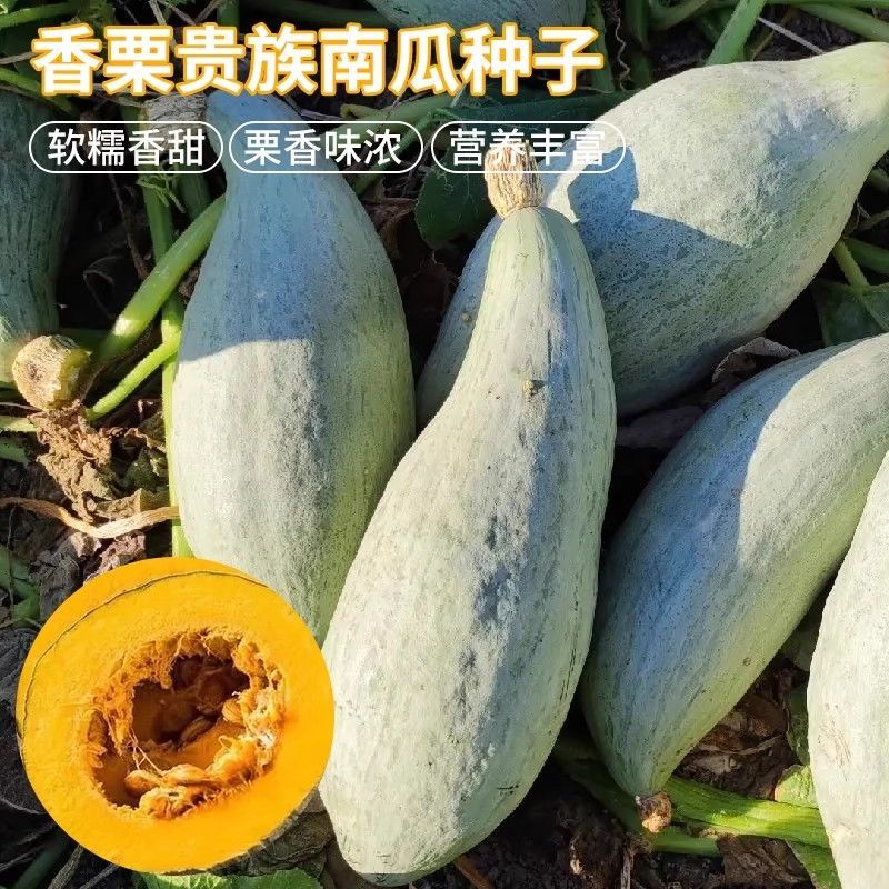 新疆丑瓜种子贵族南瓜种子贵族金丝栗南瓜种籽杂交高产