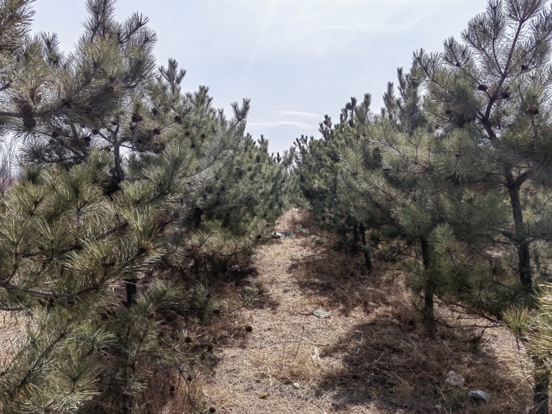 成年油松树