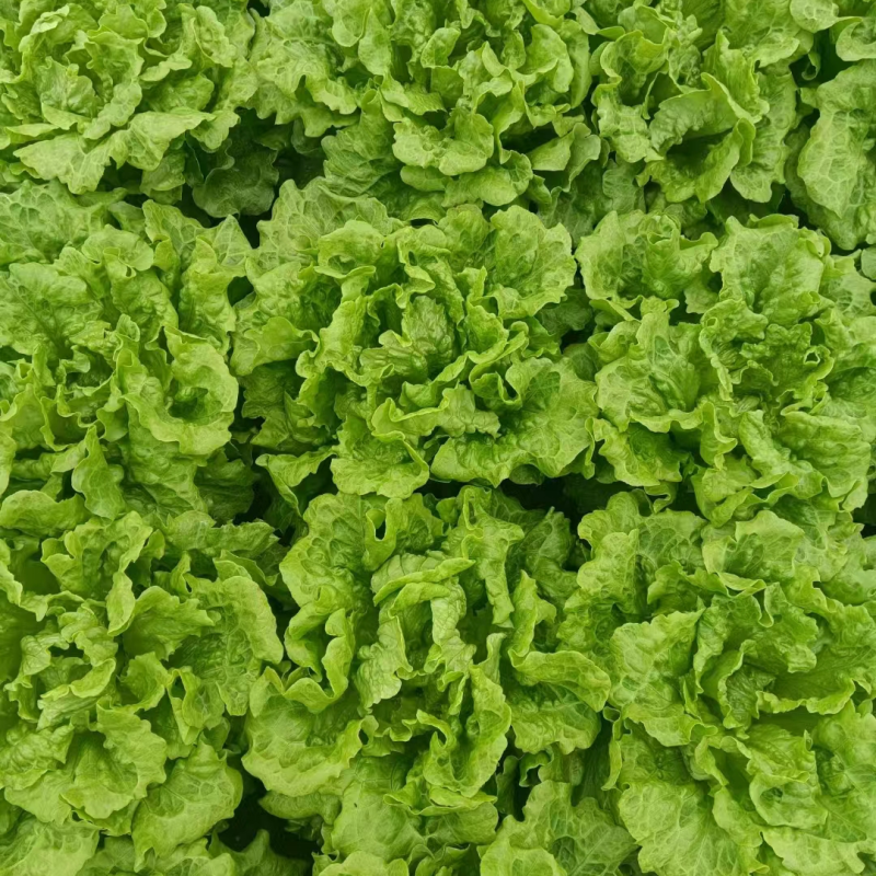 江苏南通精品生菜大量上市一手货源品质保障量大从优欢迎咨询