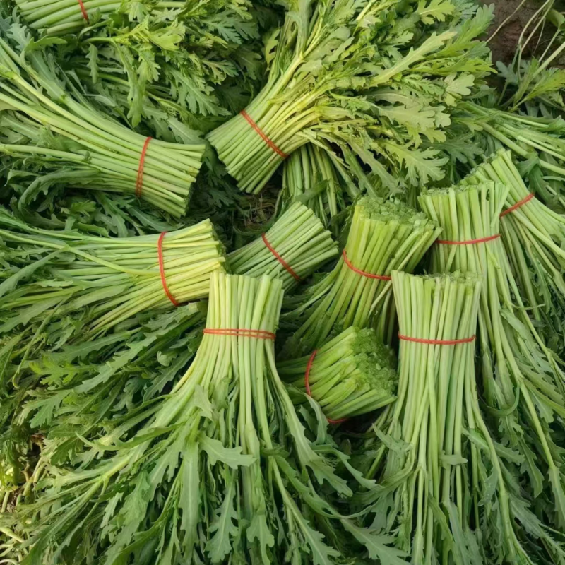 产地直发精品茼蒿杆上市中一手货源价格优惠可视频看货