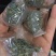 绞股蓝球龙珠绞股蓝独立包装绞股蓝实拍拍摄绞股蓝茶