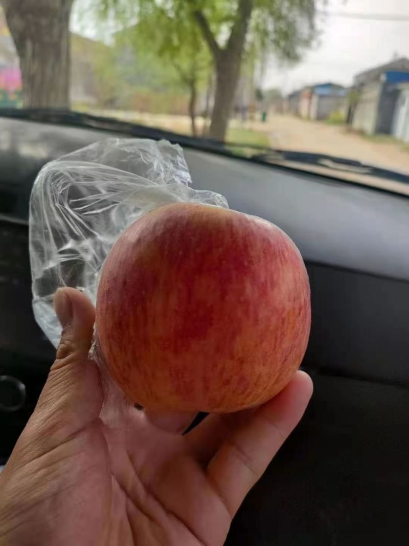 红富士苹果，脆甜果，黄嚷，糖份高，货源充足：全国代发