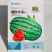 农家菜园西瓜种籽硒砂瓜种子大果型西瓜种子耐重茬糖度高