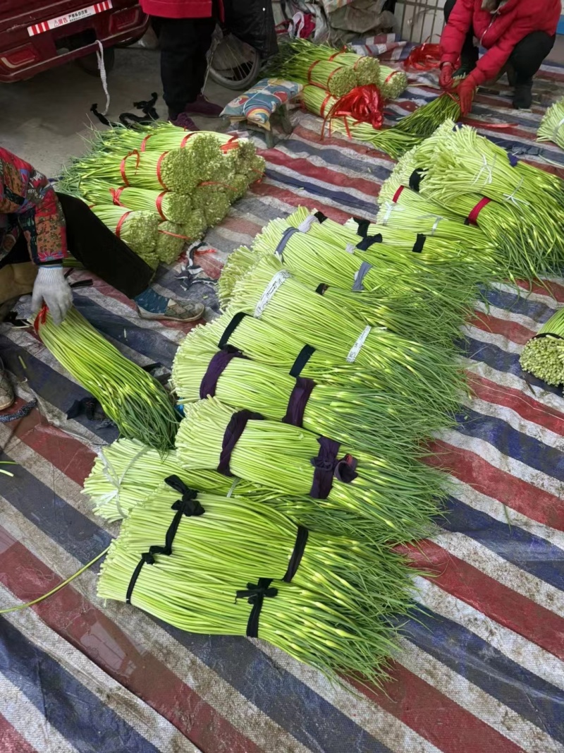 湖北白帽蒜苔上市，长条脆新鲜现摘泡水精品打包